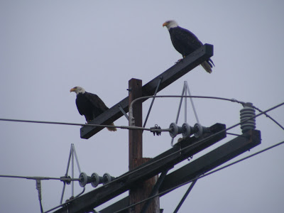 In some areas specially designed power poles