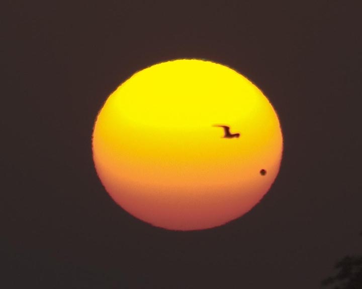 Venus and a bird transiting in front of the Sun. We can use alignments like this to study the atmospheres of other planets by looking at how sunlight/starlight filters through them.