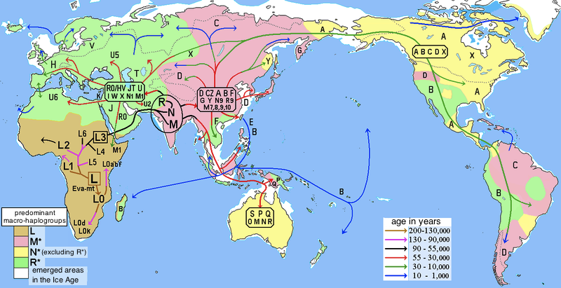 By reading the mitochondrial DNA of people from all over the world, you can track how people have expanded across the planet.